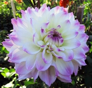 Hapet blue eyes yıldız çiçeği soğanı dahlia çiçek çapı 20 cm