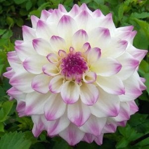 Hapet blue eyes yıldız çiçeği soğanı dahlia çiçek çapı 20 cm
