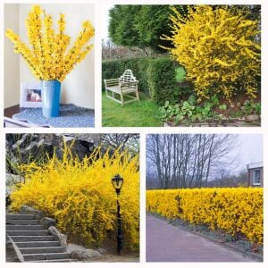 Forsythia × intermedia  Altın Çanı Fidesi çalı tipi