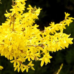 Forsythia × intermedia  Altın Çanı Fidesi çalı tipi