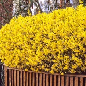 Forsythia × intermedia  Altın Çanı Fidesi çalı tipi