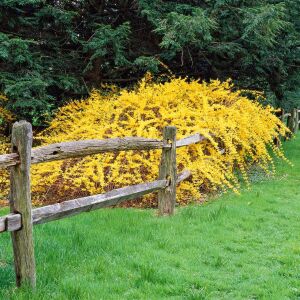 Forsythia × intermedia  Altın Çanı Fidesi çalı tipi