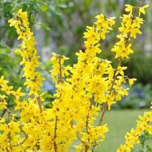 Forsythia × intermedia  Altın Çanı Fidesi çalı tipi