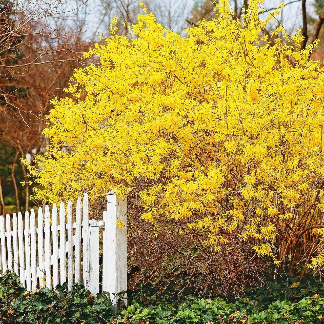 Forsythia × intermedia  Altın Çanı Fidesi çalı tipi