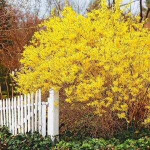 Forsythia × intermedia  Altın Çanı Fidesi çalı tipi