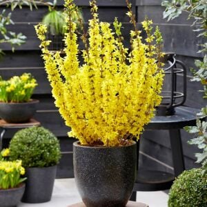 Forsythia × intermedia  Altın Çanı Fidesi çalı tipi