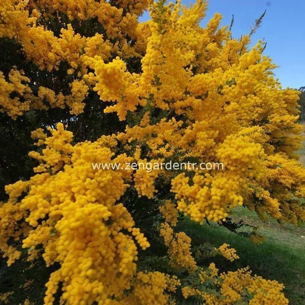 Yayılıcı sarkan akasya tohumu yerörtücü acacia cultriformis