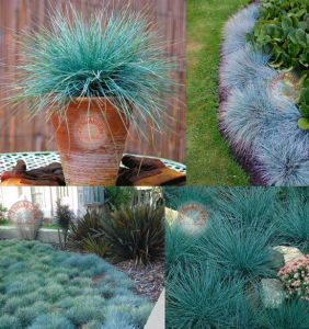 Mavi festuca çim tohumu blue fescue glauca