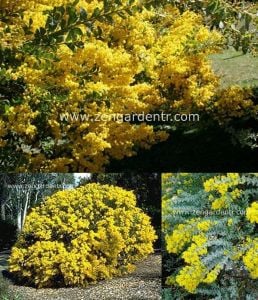 Yayılıcı sarkan akasya tohumu yerörtücü acacia cultriformis