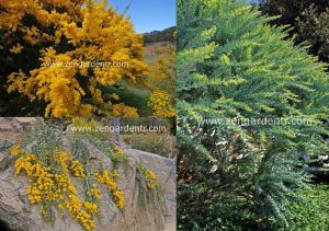 Yayılıcı sarkan akasya tohumu yerörtücü acacia cultriformis