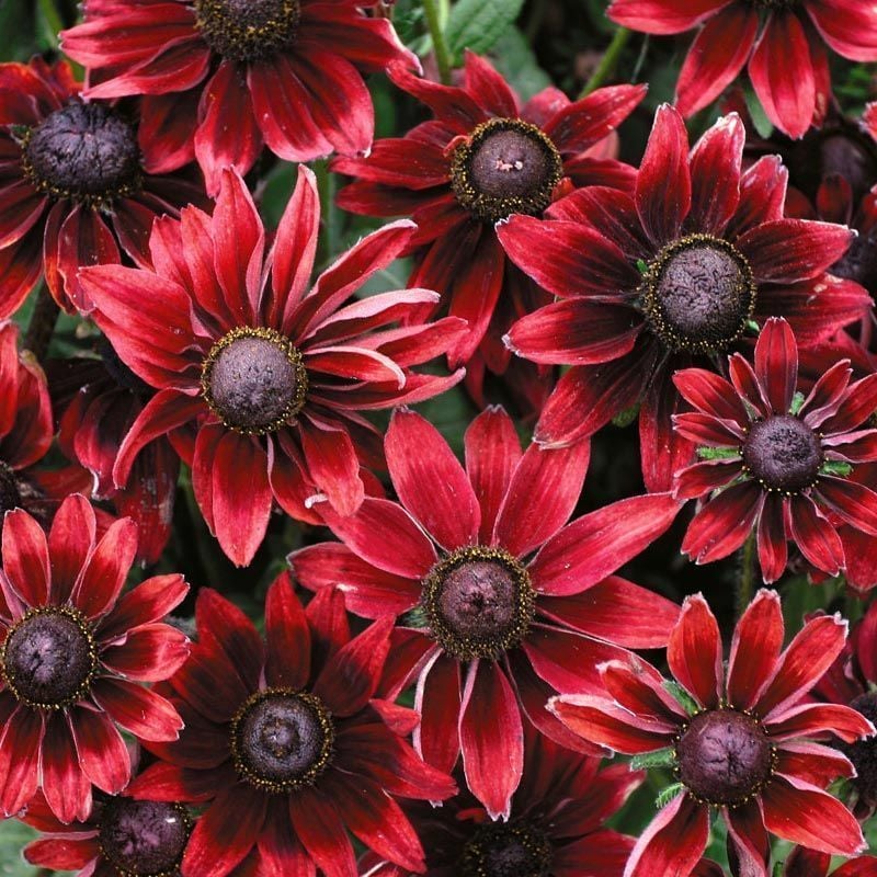 Rudbeckia cherry brandy fidanı çok yıllık kalıcı bitki