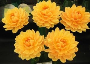 Rancho yıldız çiçeği soğanı dahlia çiçek çapı 15 cm