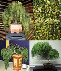 Salkım akasya ağacı tohumu acacia howittii sticky wattle