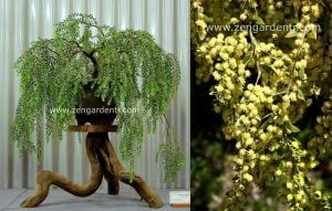 Salkım akasya ağacı tohumu acacia howittii sticky wattle