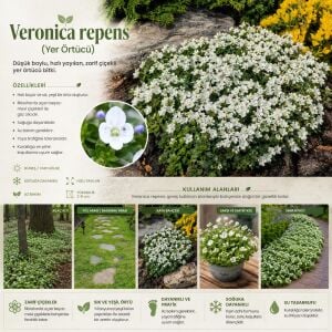 Yer örtücü veronica repens fidesi beyaz çiçekli