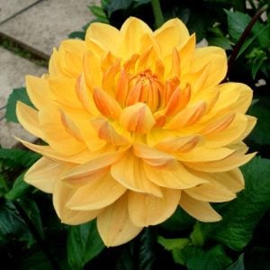 Rancho yıldız çiçeği soğanı dahlia çiçek çapı 15 cm
