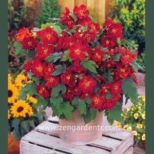 Kırmızı abutilon çiçeği fidesi abutilon bella