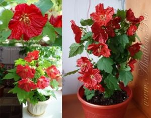 Kırmızı abutilon çiçeği fidesi abutilon bella
