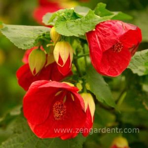 Kırmızı abutilon çiçeği fidesi abutilon bella