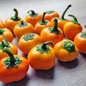 Orange Coral acı biber tohumu capsicum