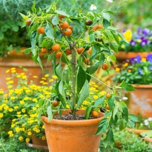 Orange Coral acı biber tohumu capsicum