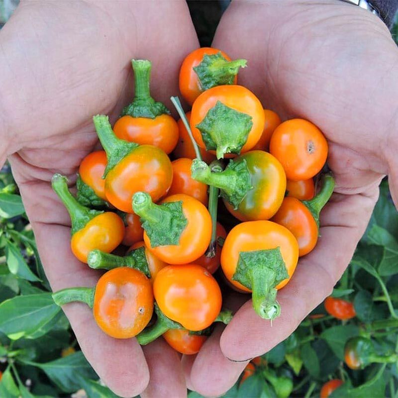 Orange Coral acı biber tohumu capsicum