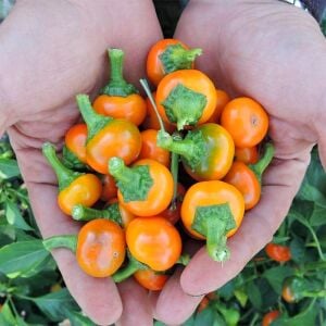 Orange Coral acı biber tohumu capsicum
