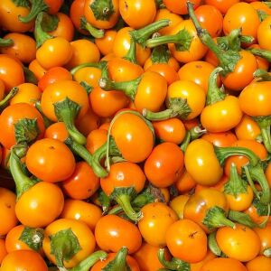 Orange Koral acı biber tohumu capsicum