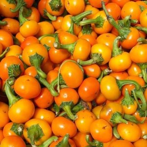 Orange Koral acı biber tohumu capsicum