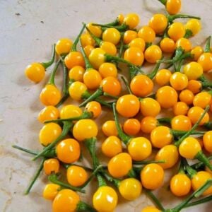 Orange Coral acı biber tohumu capsicum