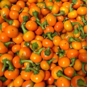 Orange Coral acı biber tohumu capsicum