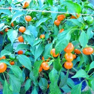 Orange Coral acı biber tohumu capsicum