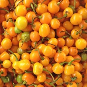 Orange Coral acı biber tohumu capsicum