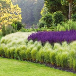 At kuyruğu çimi tohumu pony tails stipa tenuissima