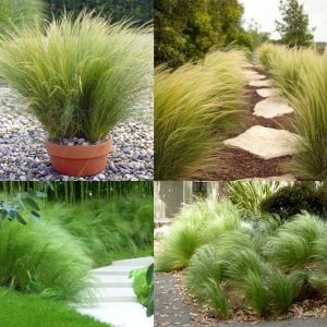 At kuyruğu çimi tohumu pony tails stipa tenuissima