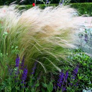 At kuyruğu çimi tohumu pony tails stipa tenuissima
