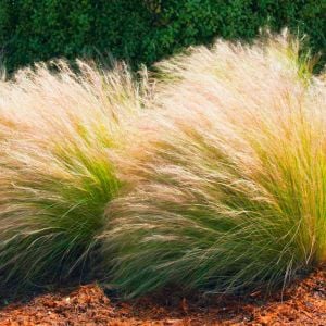 At kuyruğu çimi tohumu pony tails stipa tenuissima