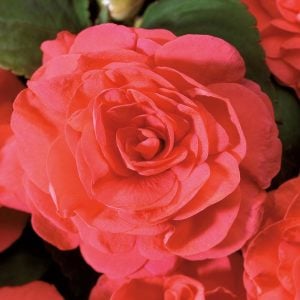 Somon cam güzeli fidesi impatiens walleriana