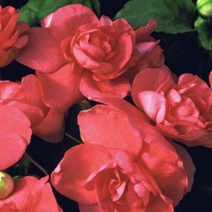 Somon cam güzeli fidesi impatiens walleriana