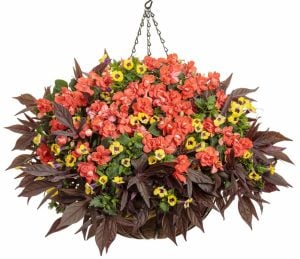 Somon cam güzeli fidesi impatiens walleriana