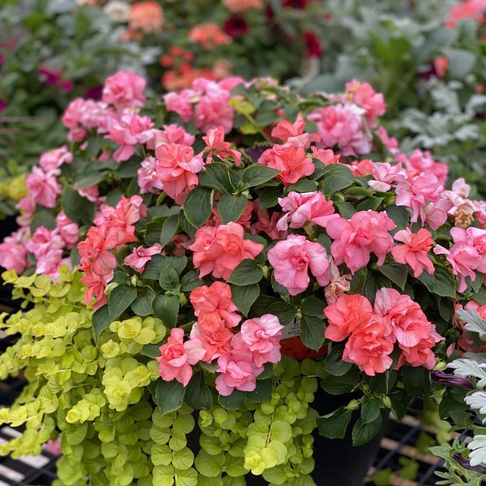 Somon cam güzeli fidesi impatiens walleriana