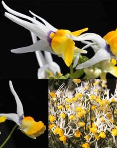 Maskara kokulu nemezya çiçeği fidesi nemesia masquerade