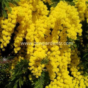 Acacia akasya tohumu | Zengarden - Türkiye'nin tercih ettiği
