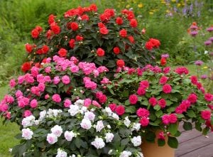 Somon cam güzeli fidesi impatiens walleriana