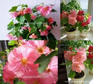 Pembe abutilon çiçeği fidesi abutilon bella