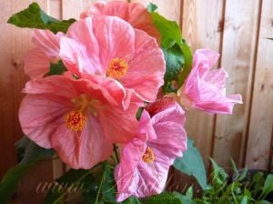 Pembe abutilon çiçeği fidesi abutilon bella