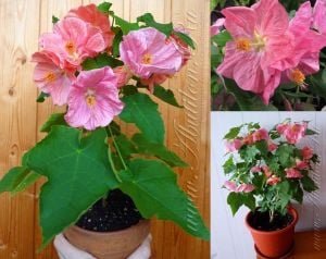 Pembe abutilon çiçeği fidesi abutilon bella
