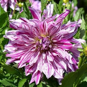Taiheiyo yıldız çiçeği soğanı dahlia çiçek çapı 25 cm