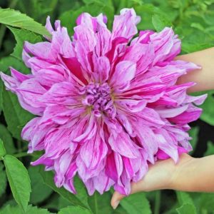 Taiheiyo yıldız çiçeği soğanı dahlia çiçek çapı 25 cm