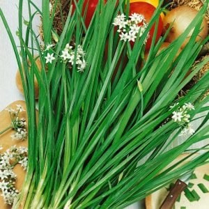 Sarımsak otu tohumu garlic chives